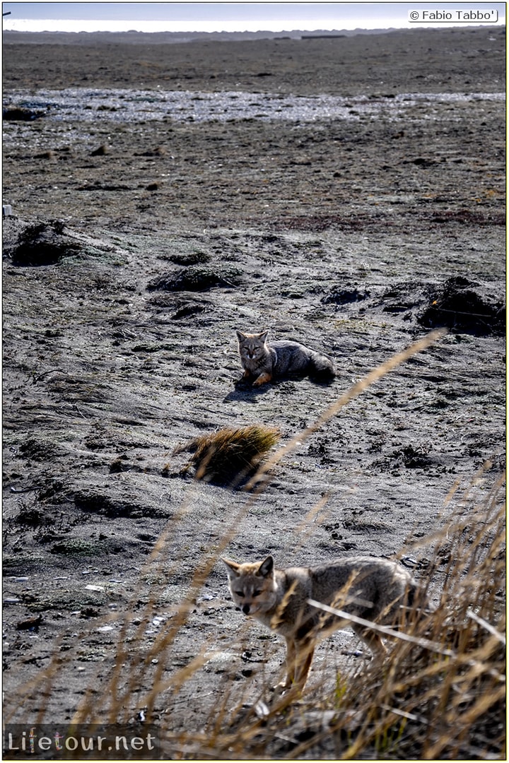 Fabio_s-LifeTour---Chile-(2015-September)---Porvenir---Tierra-del-Fuego---Parque-Penguinos-Rey---2--Foxes---9141