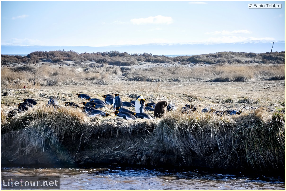 Fabio_s-LifeTour---Chile-(2015-September)---Porvenir---Tierra-del-Fuego---Parque-Penguinos-Rey---3--Emperor-pinguins---10027