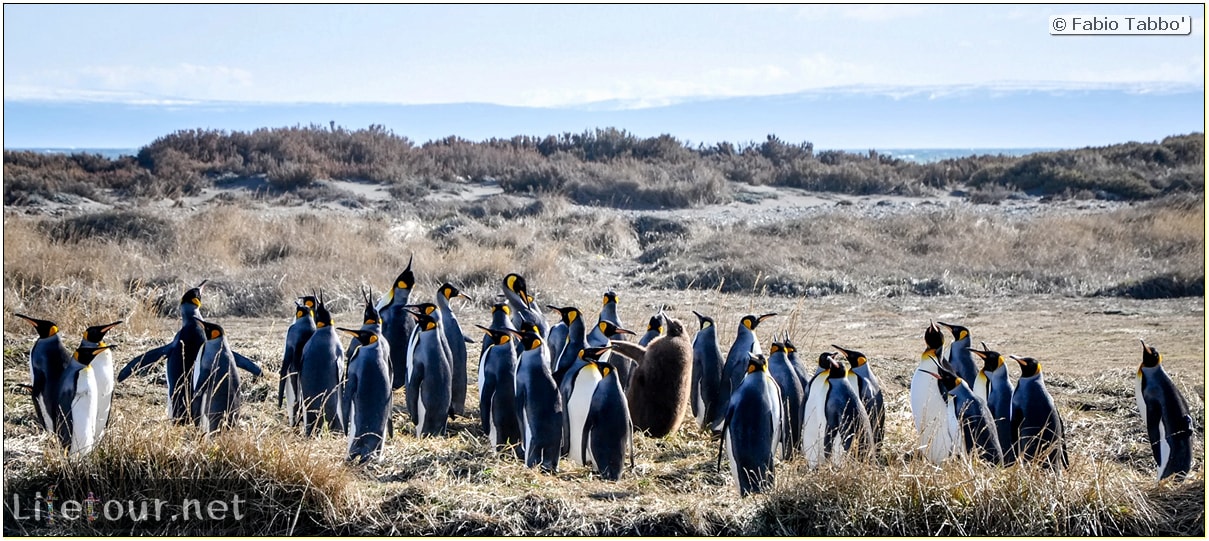 Fabio_s-LifeTour---Chile-(2015-September)---Porvenir---Tierra-del-Fuego---Parque-Penguinos-Rey---3--Emperor-pinguins---1018