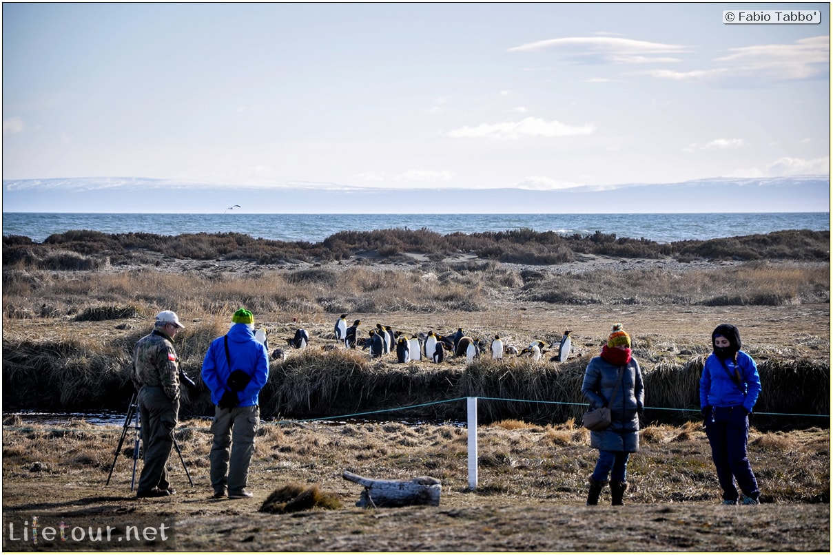 Fabio_s-LifeTour---Chile-(2015-September)---Porvenir---Tierra-del-Fuego---Parque-Penguinos-Rey---3--Emperor-pinguins---11256