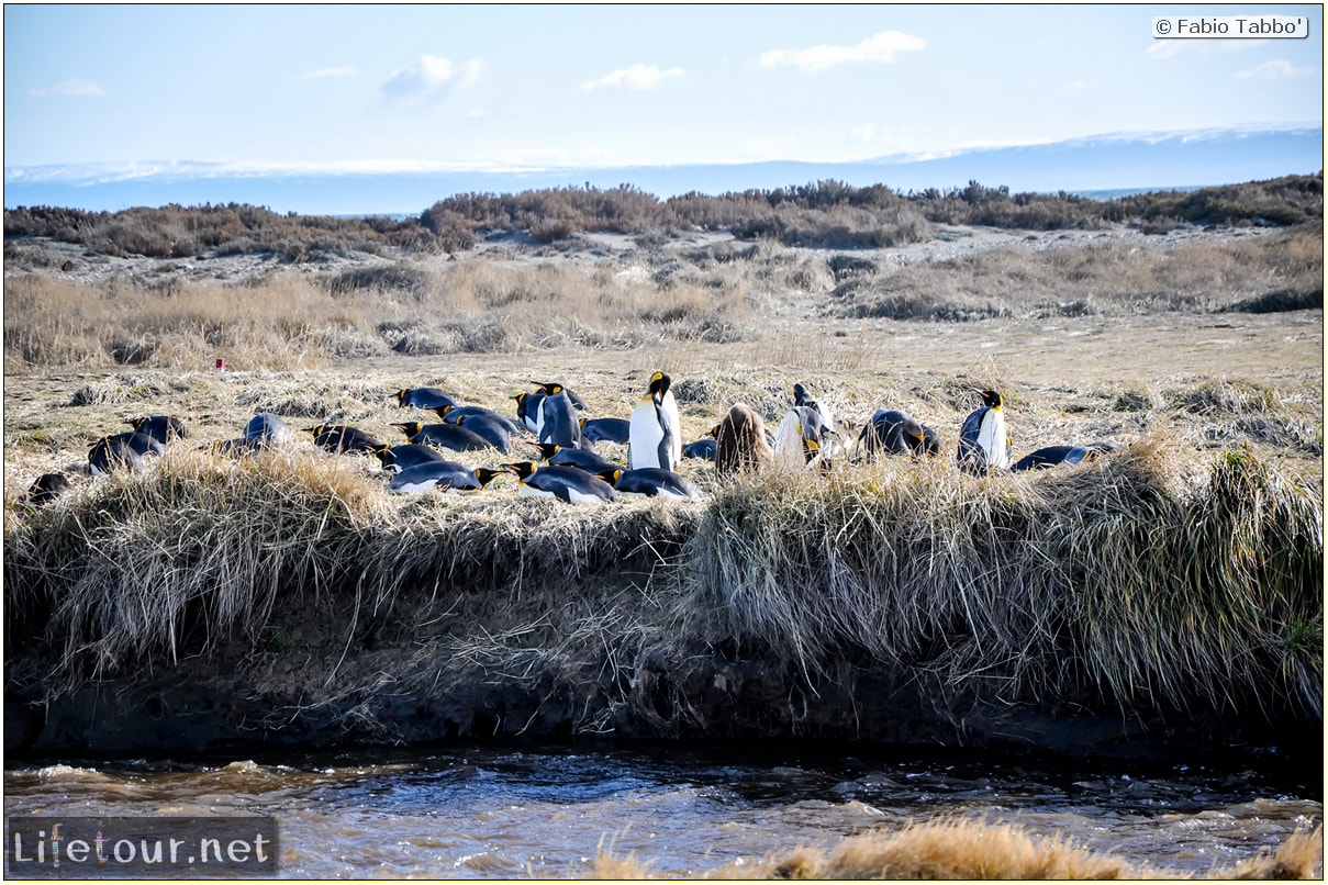 Fabio_s-LifeTour---Chile-(2015-September)---Porvenir---Tierra-del-Fuego---Parque-Penguinos-Rey---3--Emperor-pinguins---9815 cover