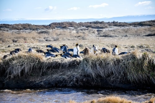 Fabio_s-LifeTour---Chile-(2015-September)---Porvenir---Tierra-del-Fuego---Parque-Penguinos-Rey---3--Emperor-pinguins---9815 cover