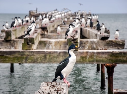 Fabio_s-LifeTour---Chile-(2015-September)---Punta-Arenas---Plaza-Fundacional-(waterfront)---6383 cover