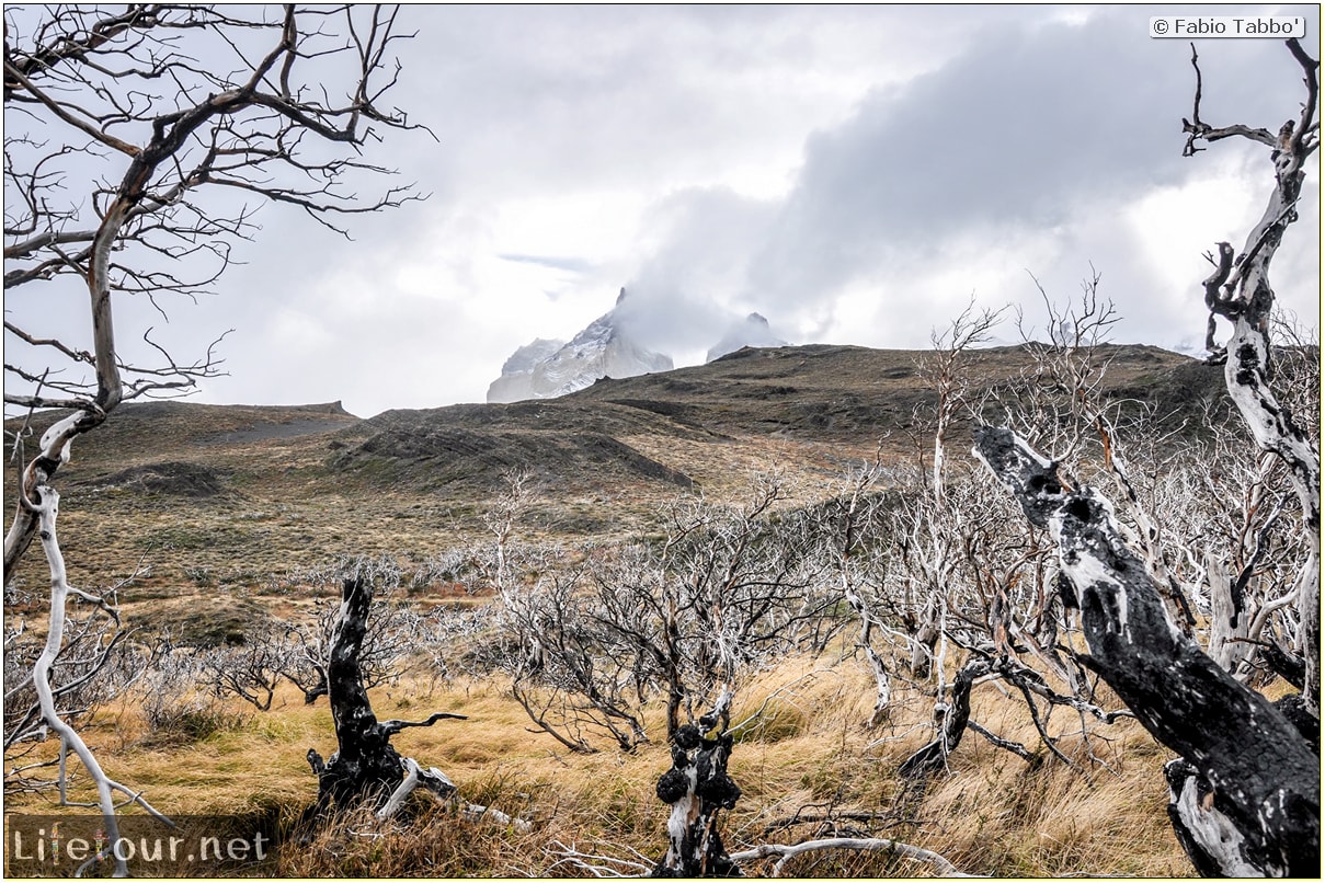 Fabio_s-LifeTour---Chile-(2015-September)---Torres-del-Paine---Ghost-forest---11784 cover