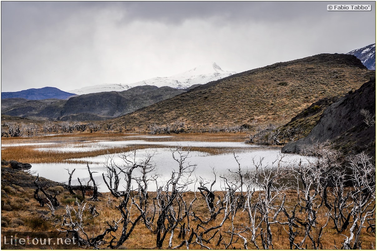 Fabio_s-LifeTour---Chile-(2015-September)---Torres-del-Paine---Ghost-forest---11808