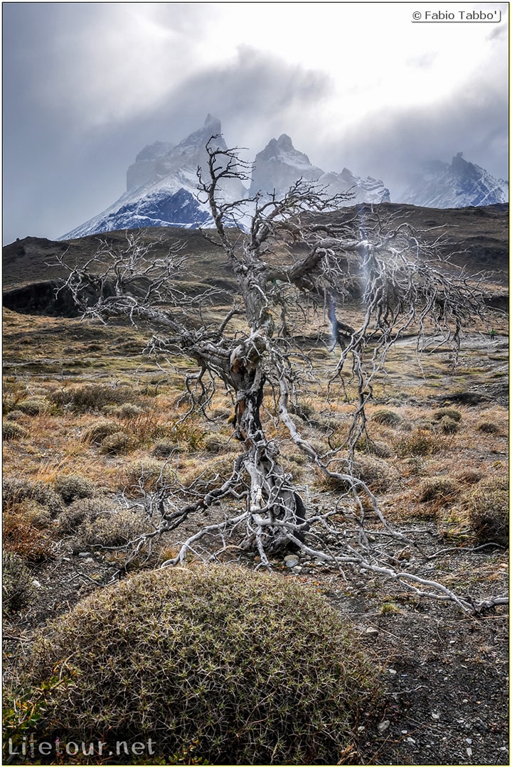 Fabio_s-LifeTour---Chile-(2015-September)---Torres-del-Paine---Ghost-forest---12071