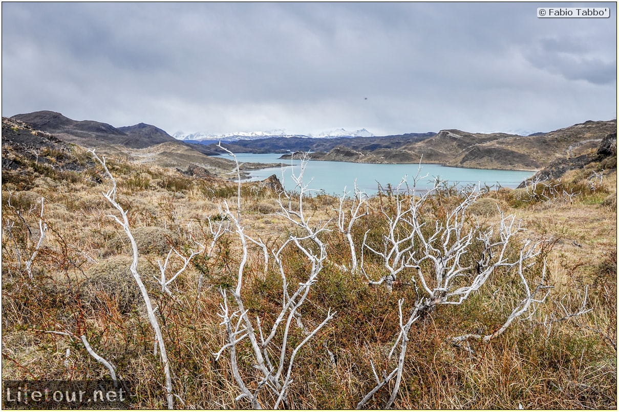 Fabio_s-LifeTour---Chile-(2015-September)---Torres-del-Paine---Ghost-forest---12081