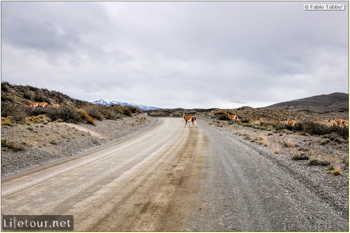 Fabio_s-LifeTour---Chile-(2015-September)---Torres-del-Paine---Lama-Crossing---10182