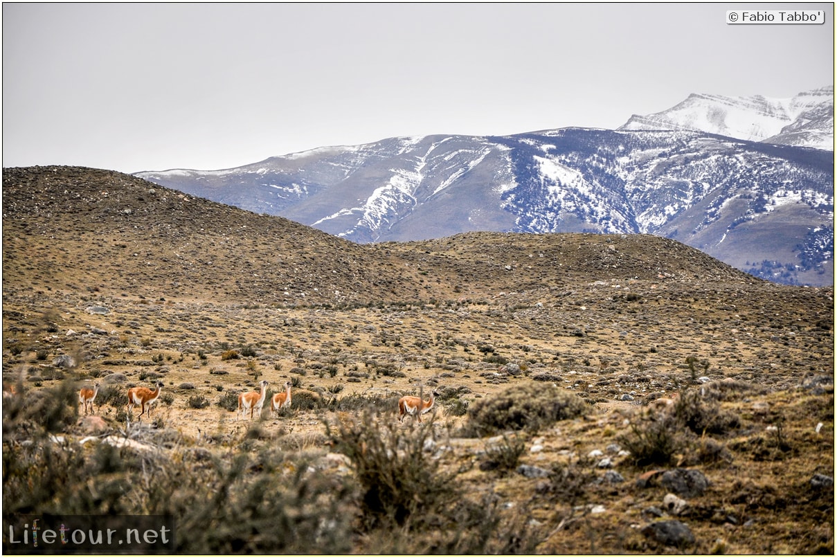 Fabio_s-LifeTour---Chile-(2015-September)---Torres-del-Paine---Lama-Crossing---10769