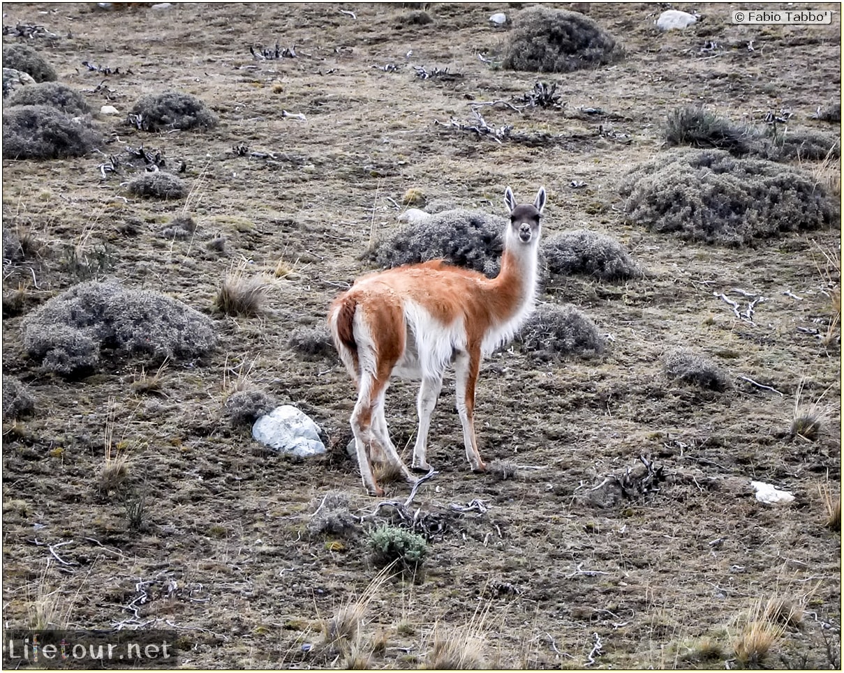 Fabio_s-LifeTour---Chile-(2015-September)---Torres-del-Paine---Lama-Crossing---11044