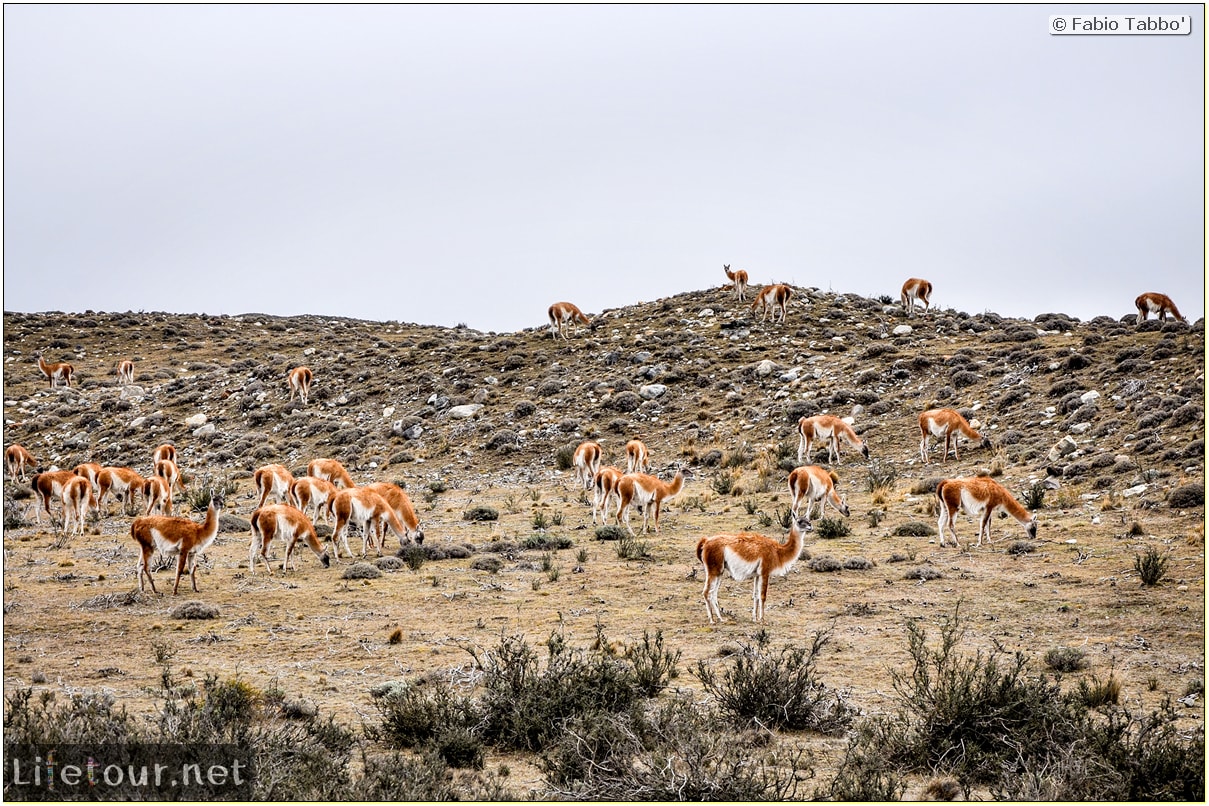 Fabio_s-LifeTour---Chile-(2015-September)---Torres-del-Paine---Lama-Crossing---11107