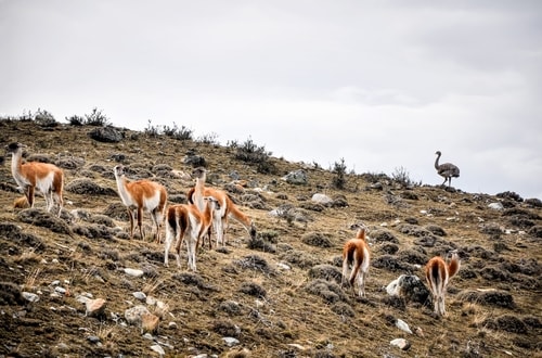 Fabio_s-LifeTour---Chile-(2015-September)---Torres-del-Paine---Lama-Crossing---11139 cover