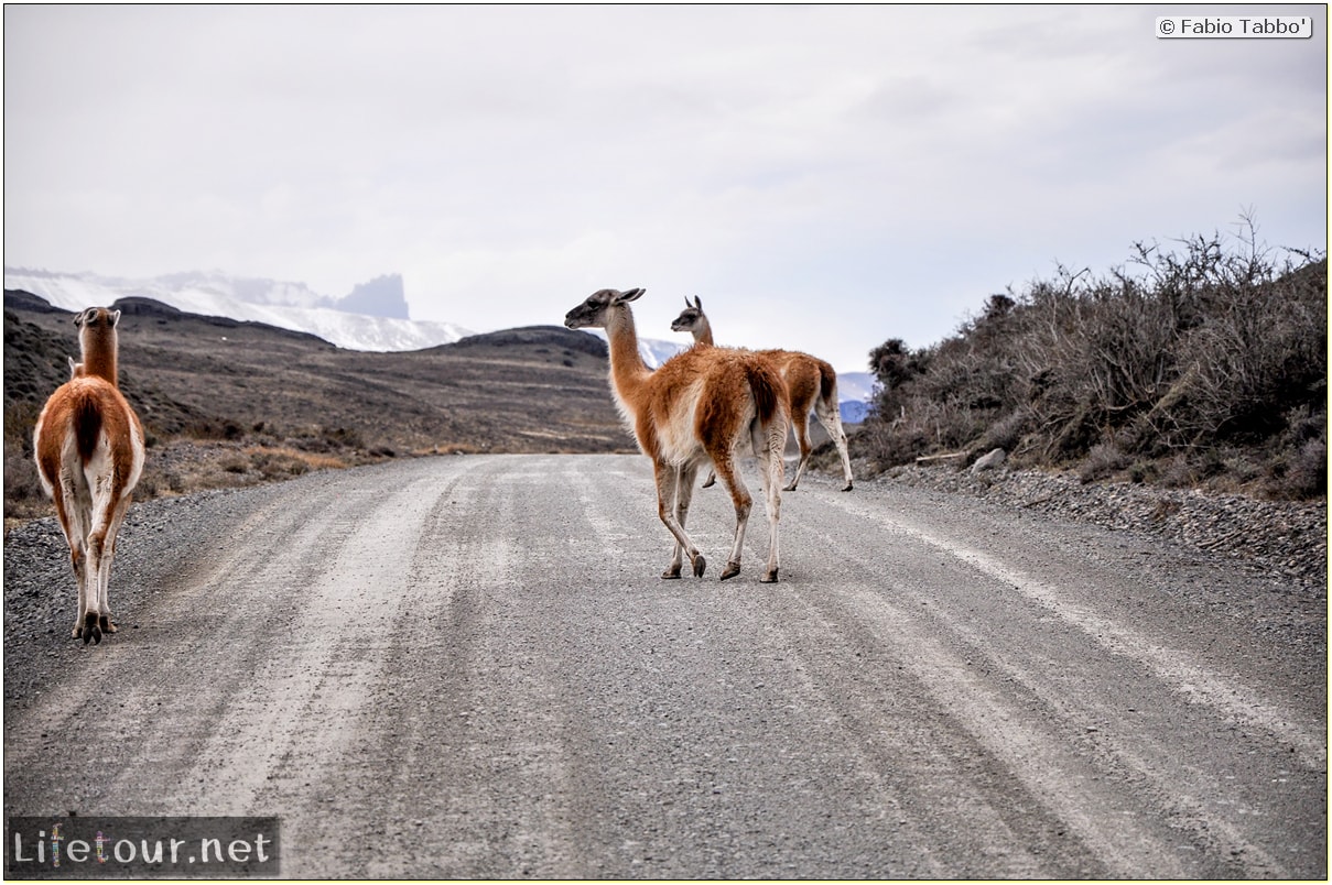 Fabio_s-LifeTour---Chile-(2015-September)---Torres-del-Paine---Lama-Crossing---11402