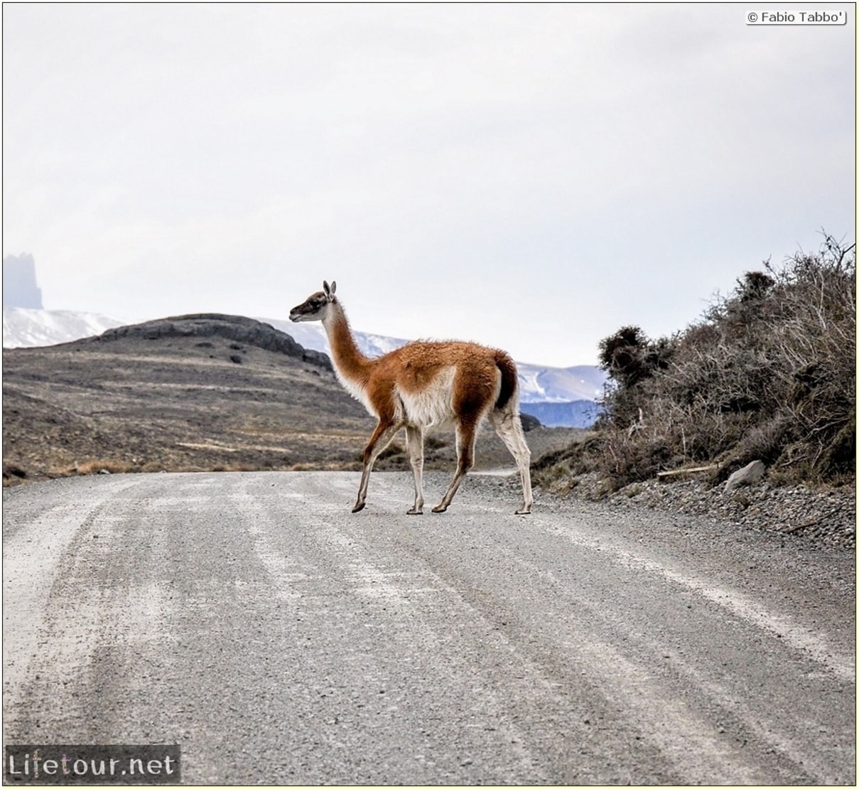 Fabio_s-LifeTour-Chile-2015-September-Torres-del-Paine-Lama-Crossing-11424-cover