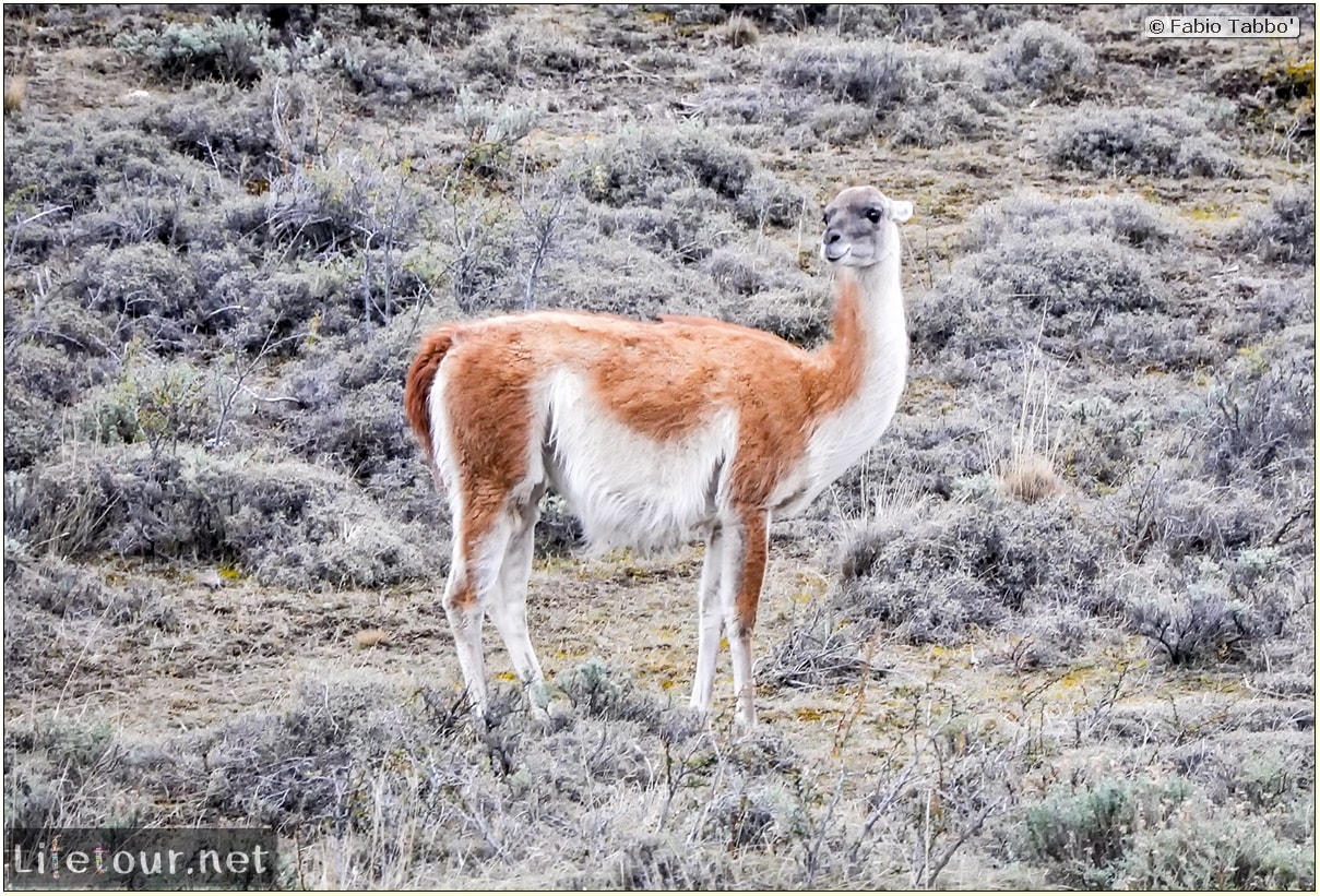 Fabio_s-LifeTour---Chile-(2015-September)---Torres-del-Paine---Lama-Crossing---11460