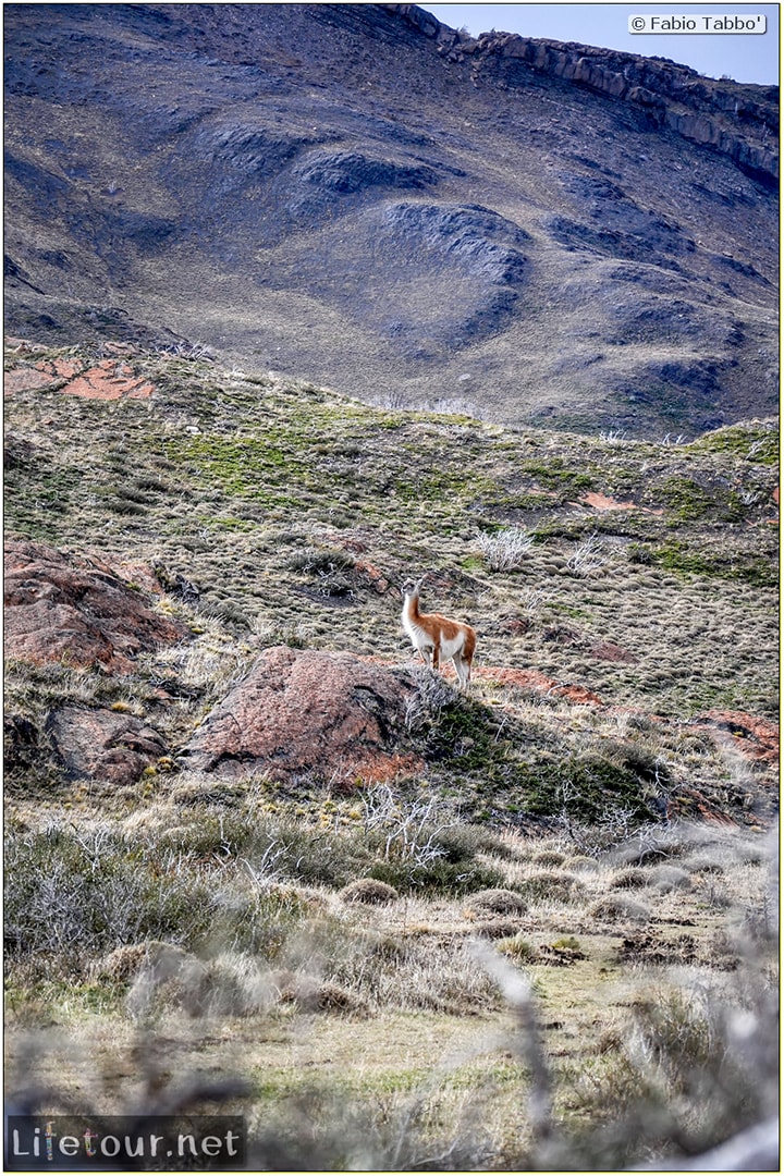 Fabio_s-LifeTour---Chile-(2015-September)---Torres-del-Paine---Lama-Crossing---12106