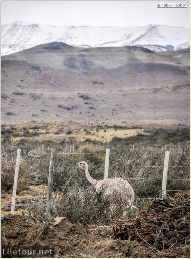 Fabio_s-LifeTour---Chile-(2015-September)---Torres-del-Paine---Lama-Crossing---9939