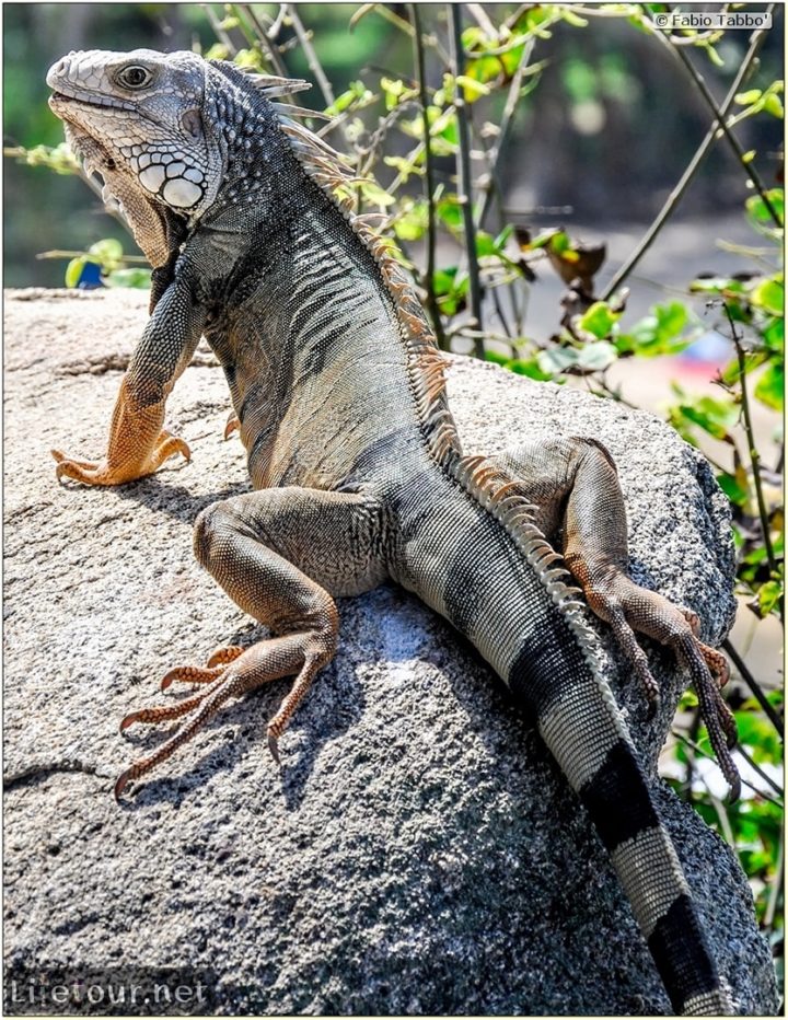 Fabio_s-LifeTour---Colombia-(2015-January-February)---Santa-Marta---Tayrona-park---Feeding-iguanas---5967