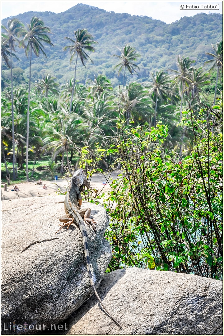Fabio_s-LifeTour---Colombia-(2015-January-February)---Santa-Marta---Tayrona-park---Feeding-iguanas---6196 Fabio_s-LifeTour---Colombia-(2015-January-February)---Santa-Marta---Tayrona-park---Feeding-iguanas---6196