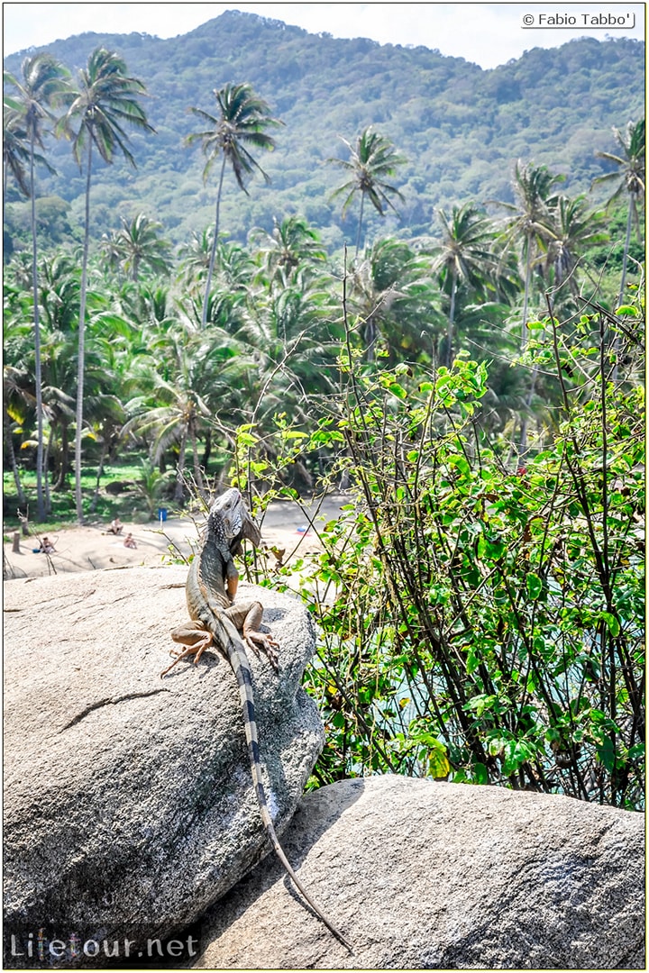 Fabio_s-LifeTour---Colombia-(2015-January-February)---Santa-Marta---Tayrona-park---Feeding-iguanas---6196