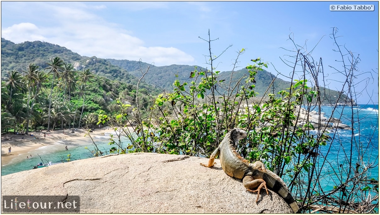 Fabio_s-LifeTour---Colombia-(2015-January-February)---Santa-Marta---Tayrona-park---Feeding-iguanas---6484