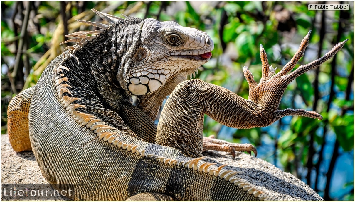 Fabio_s-LifeTour---Colombia-(2015-January-February)---Santa-Marta---Tayrona-park---Feeding-iguanas---6956 COVER