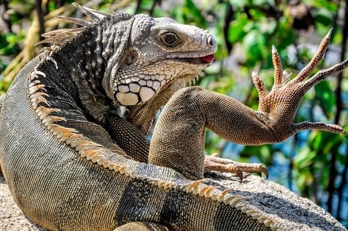 Fabio_s-LifeTour---Colombia-(2015-January-February)---Santa-Marta---Tayrona-park---Feeding-iguanas---6956 COVER