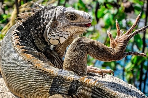 Fabio_s-LifeTour---Colombia-(2015-January-February)---Santa-Marta---Tayrona-park---Feeding-iguanas---6956 COVER