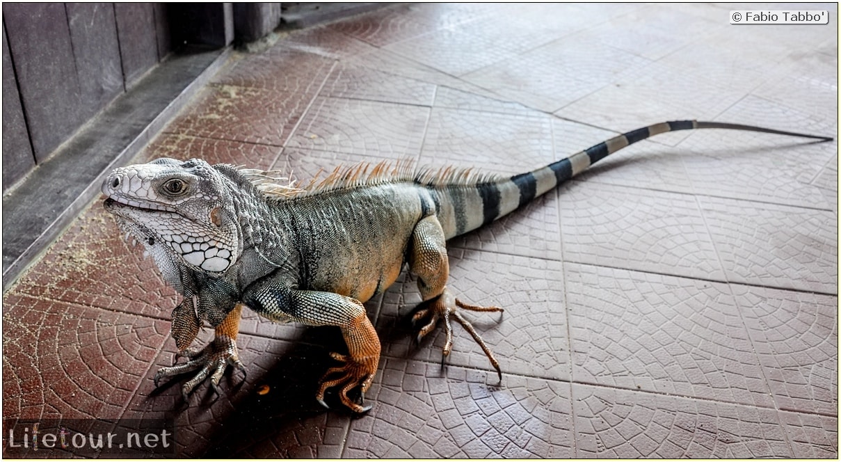 Fabio_s-LifeTour---Colombia-(2015-January-February)---Santa-Marta---Tayrona-park---Feeding-iguanas---7758 COVER