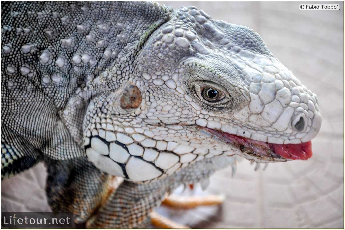 Fabio_s-LifeTour---Colombia-(2015-January-February)---Santa-Marta---Tayrona-park---Feeding-iguanas---7867 Fabio_s-LifeTour---Colombia-(2015-January-February)---Santa-Marta---Tayrona-park---Feeding-iguanas---7867