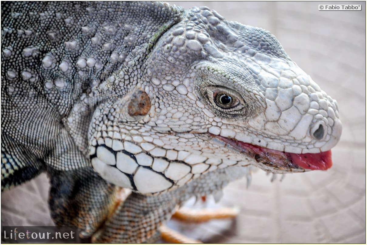 Fabio_s-LifeTour---Colombia-(2015-January-February)---Santa-Marta---Tayrona-park---Feeding-iguanas---7867