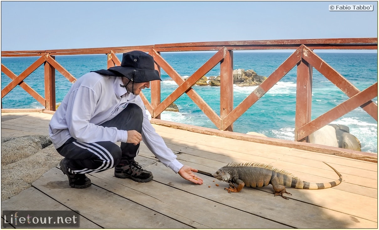 Fabio_s-LifeTour---Colombia-(2015-January-February)---Santa-Marta---Tayrona-park---Feeding-iguanas---8073 COVER