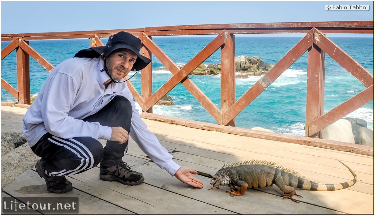 Fabio_s-LifeTour---Colombia-(2015-January-February)---Santa-Marta---Tayrona-park---Feeding-iguanas---8104