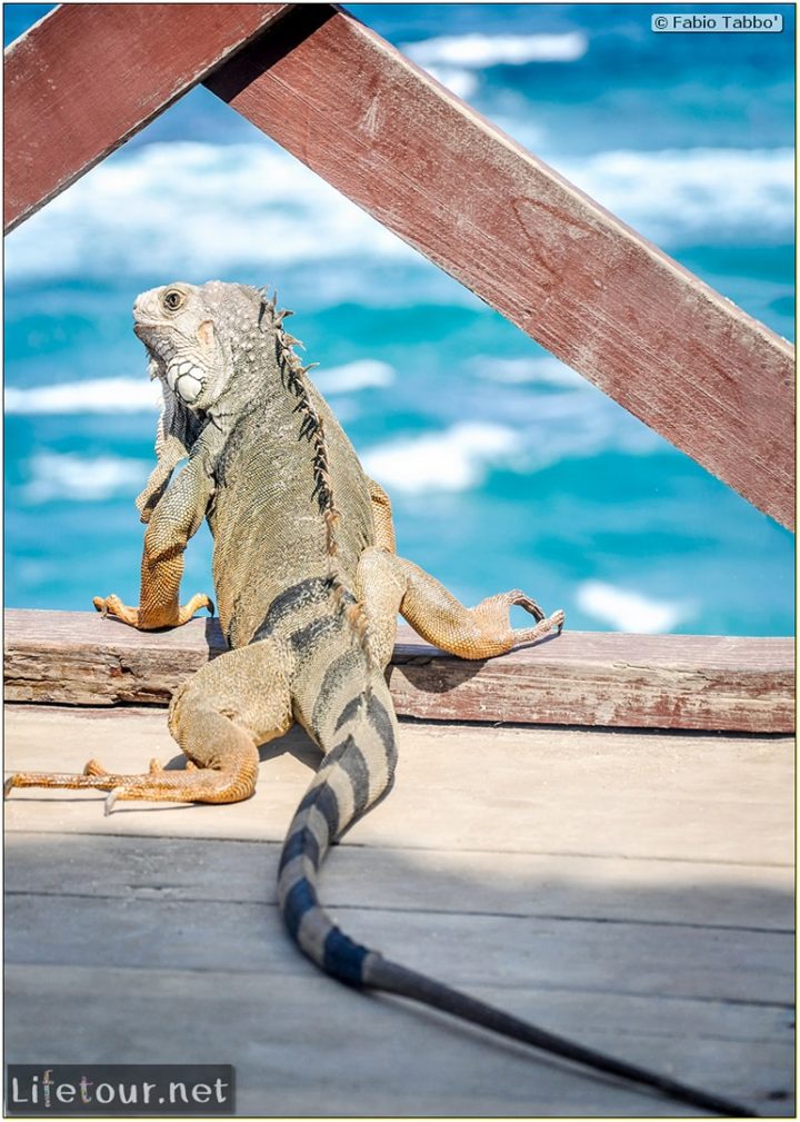 Fabio_s-LifeTour---Colombia-(2015-January-February)---Santa-Marta---Tayrona-park---Feeding-iguanas---8305