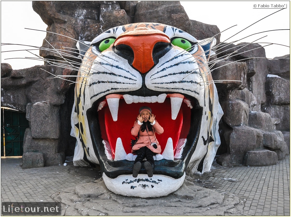 Fabio's LifeTour - China (1993-1997 and 2014) - Harbin (2014) - Siberian Tiger Park - 5124