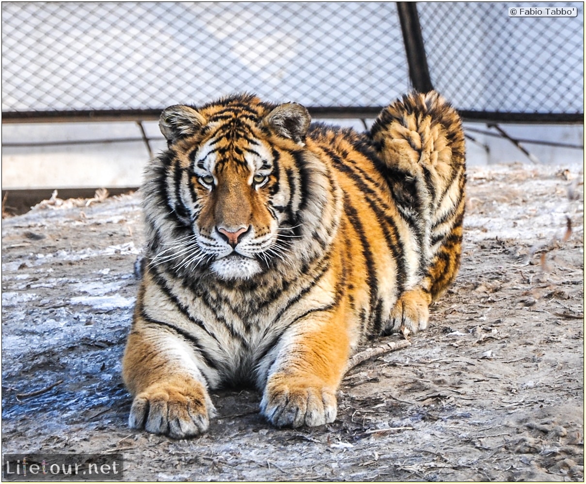 Fabio's LifeTour - China (1993-1997 and 2014) - Harbin (2014) - Siberian Tiger Park - 5652 COVER