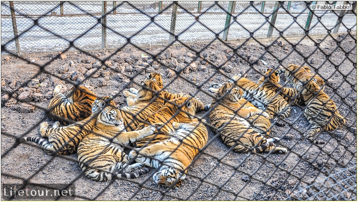 Fabio's LifeTour - China (1993-1997 and 2014) - Harbin (2014) - Siberian Tiger Park - 6000