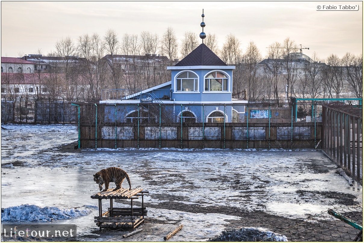 Fabio's LifeTour - China (1993-1997 and 2014) - Harbin (2014) - Siberian Tiger Park - 6921