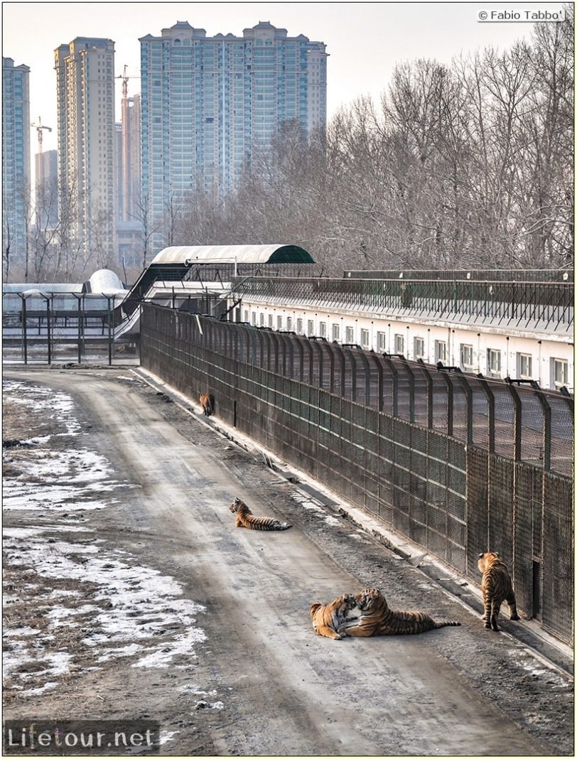 Fabio's LifeTour - China (1993-1997 and 2014) - Harbin (2014) - Siberian Tiger Park - 7432