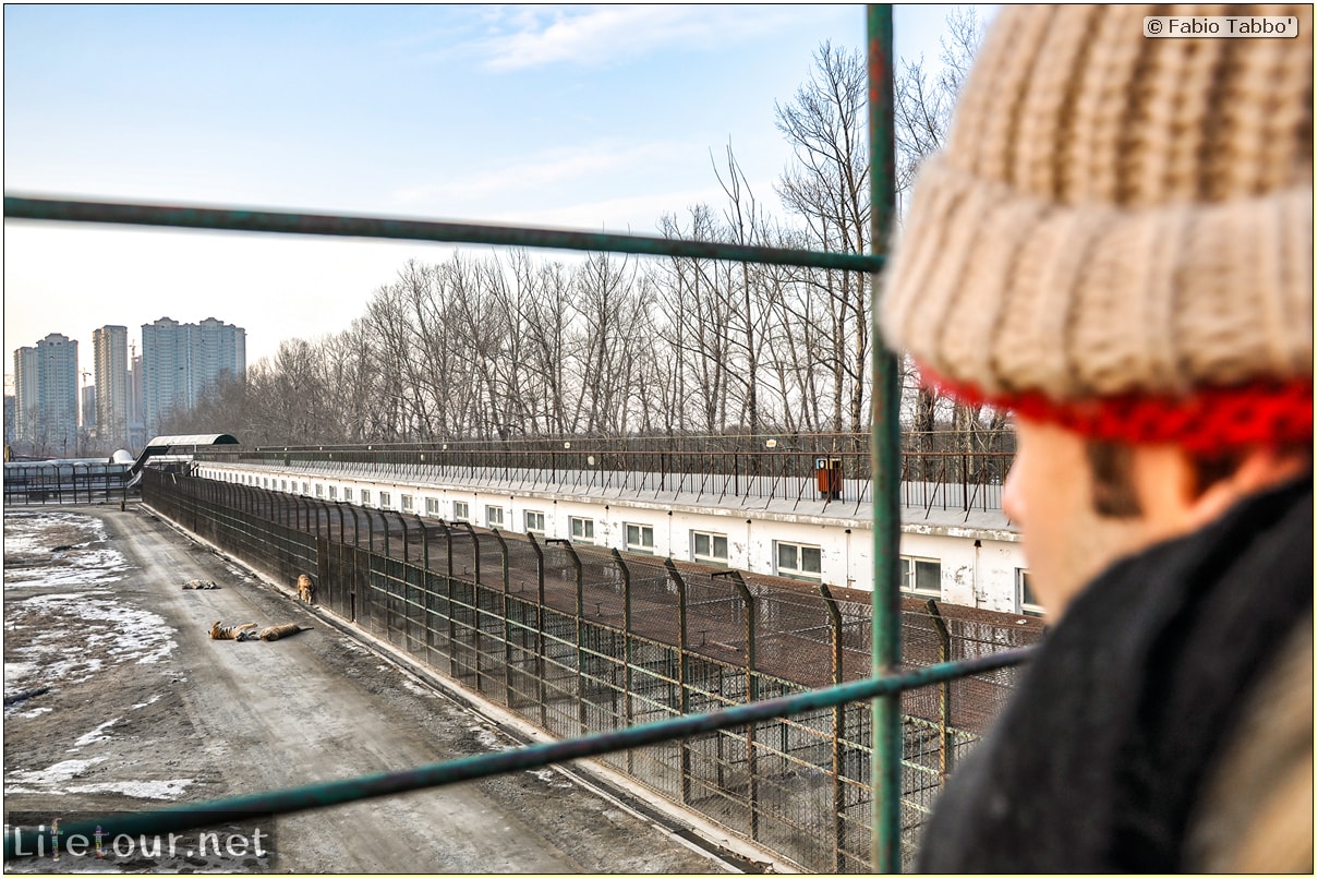 Fabio's LifeTour - China (1993-1997 and 2014) - Harbin (2014) - Siberian Tiger Park - 7584