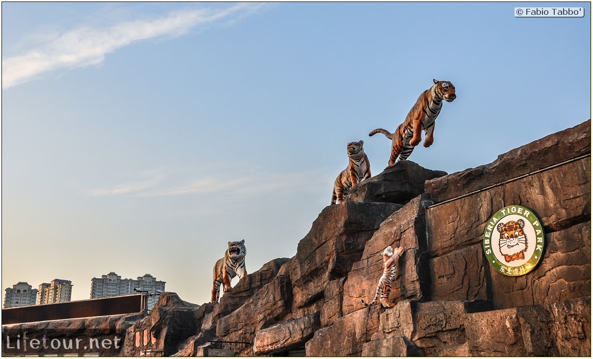 Fabio's LifeTour - China (1993-1997 and 2014) - Harbin (2014) - Siberian Tiger Park - 7967