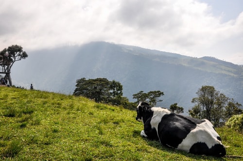 Fabio_s-LifeTour---Ecuador-(2015-February)---Banos---Casa-de-Arbol---11820 COVER