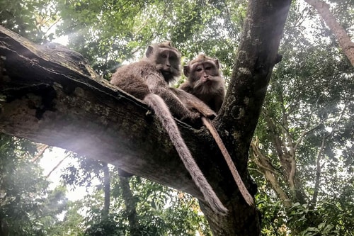 Indonesia-Bali-Ubud-Sacred-Monkey-Forest-Sanctuary-19329 COVER
