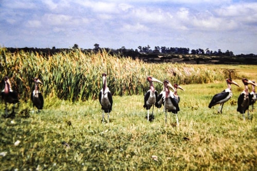 Kenya -Nairobi-Tourism-Nairobi National Park-7299 COVER