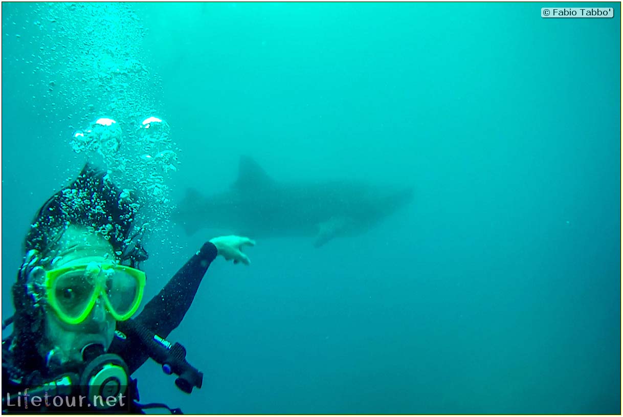 Cebu-Island-Oslob-Scuba-Diving-with-whale-sharks-Scuba-diving-with-whale-sharks-48