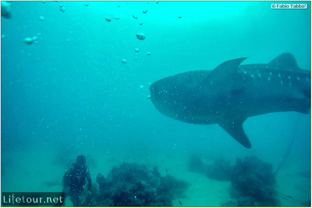Cebu-Island-Oslob-Scuba-Diving-with-whale-sharks-Scuba-diving-with-whale-sharks-75