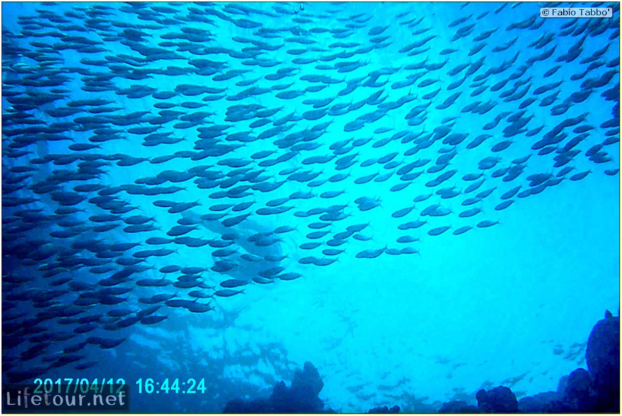 Moalboal-Sardines-run-Scuba-diving-with-millions-of-sardines-101