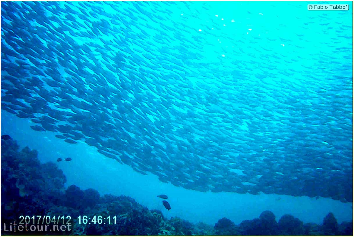 Moalboal-Sardines-run-Scuba-diving-with-millions-of-sardines-111
