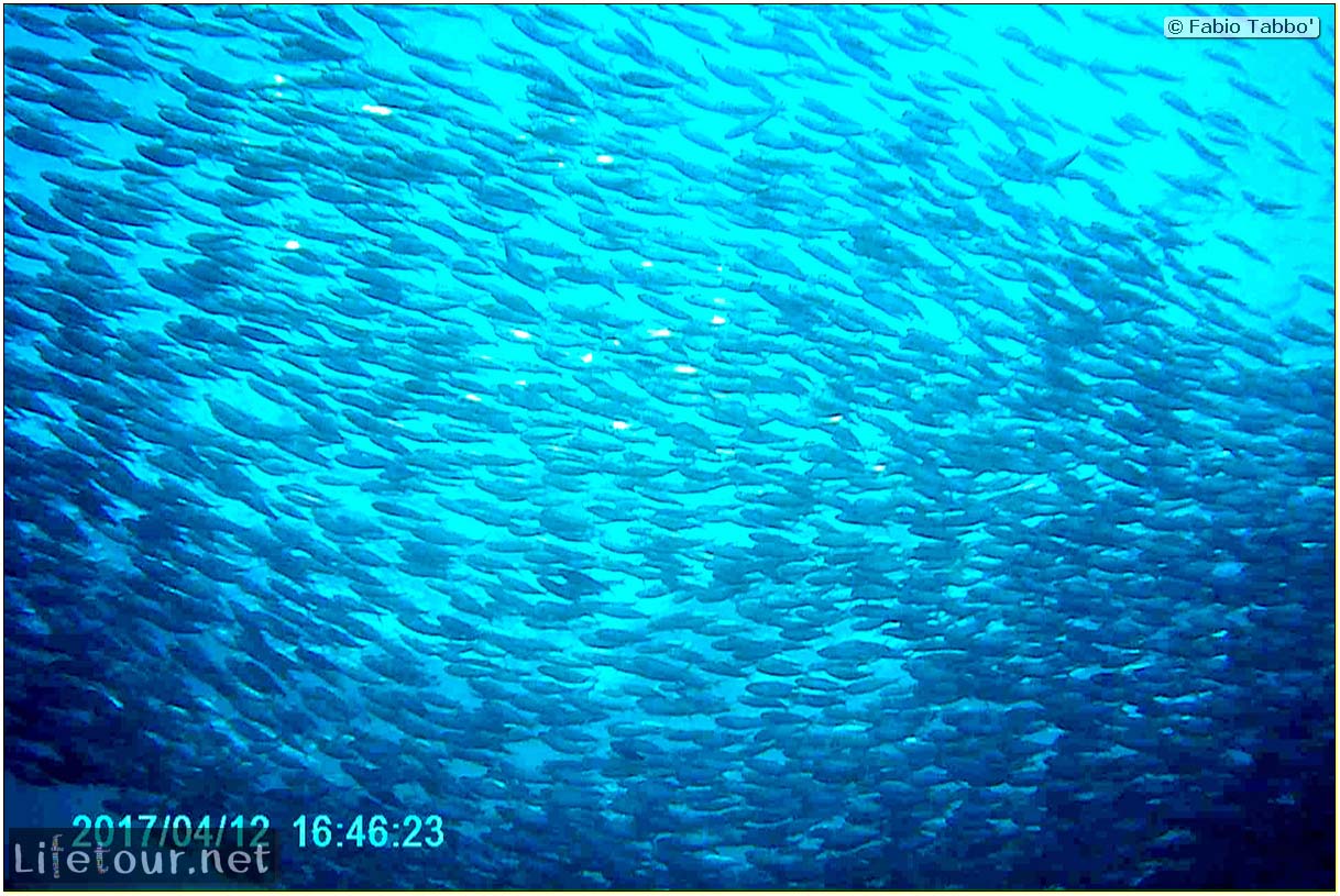 Moalboal-Sardines-run-Scuba-diving-with-millions-of-sardines-114