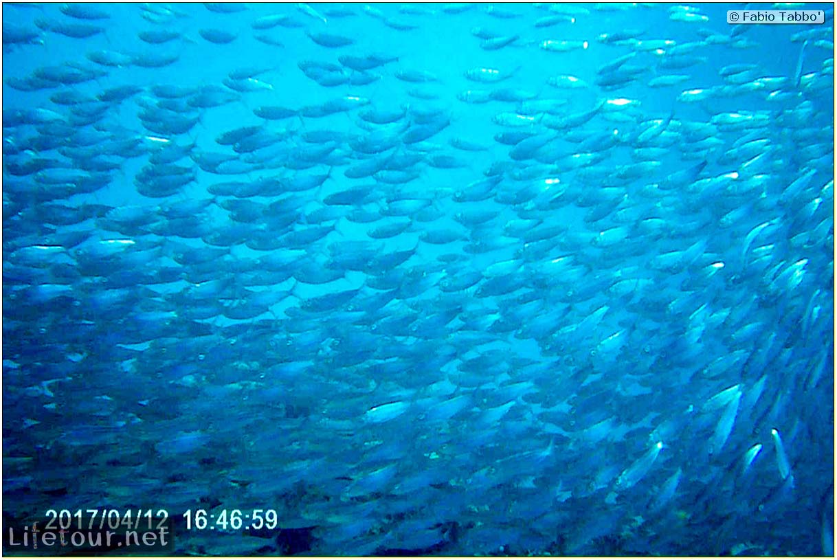 Moalboal-Sardines-run-Scuba-diving-with-millions-of-sardines-136